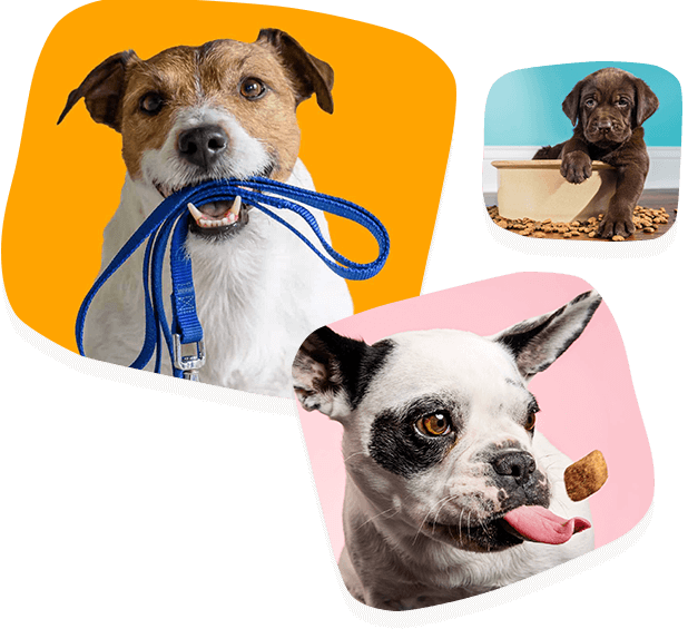 dogs